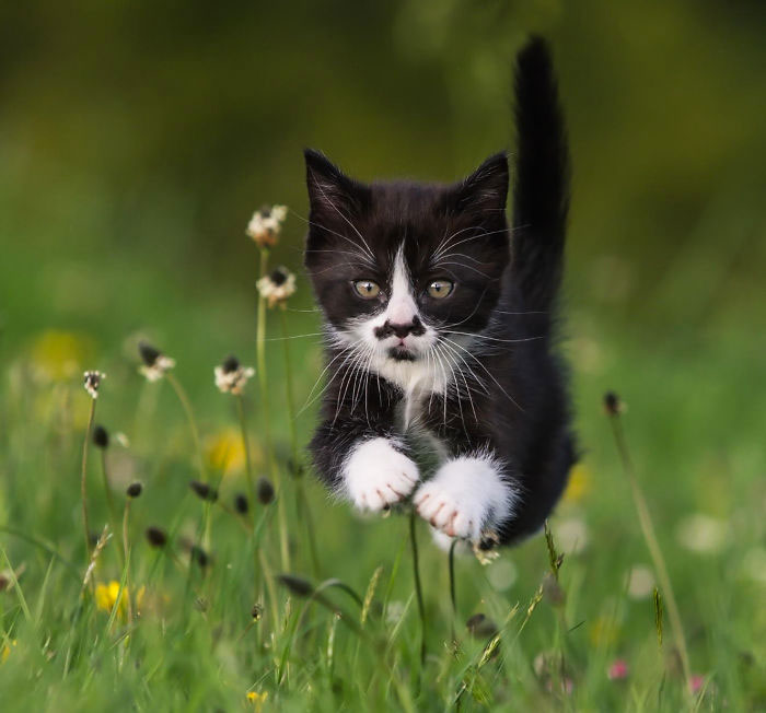 chat-batman