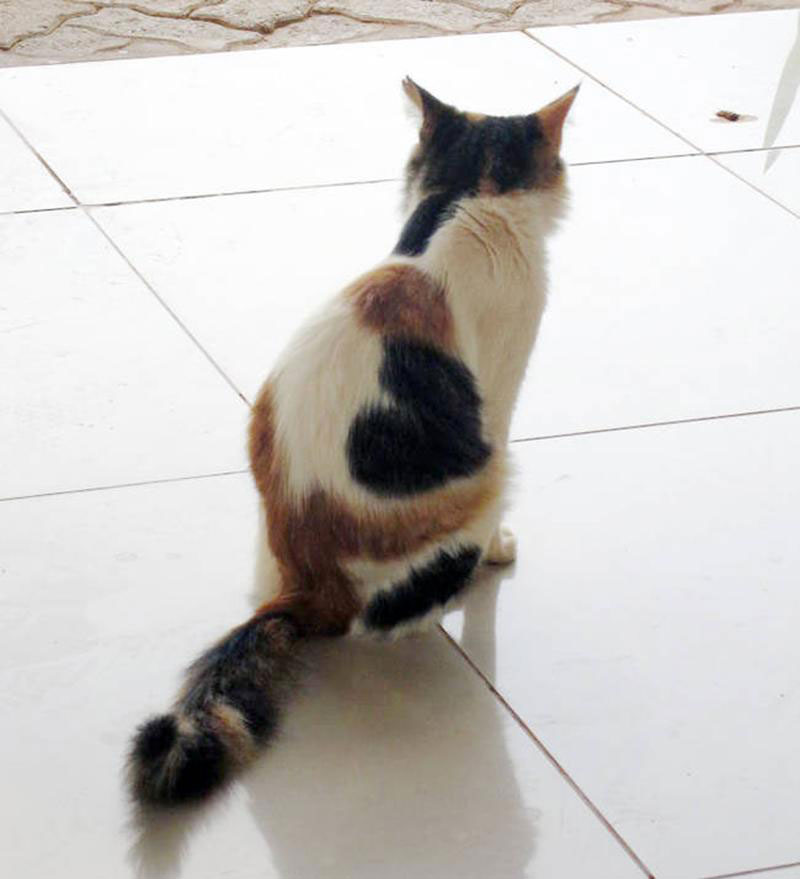chat-coeur