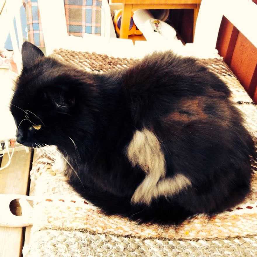 chat-deux