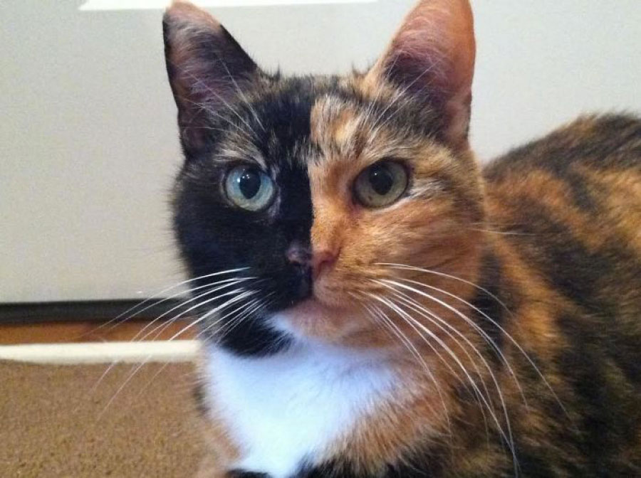 chat-double-face