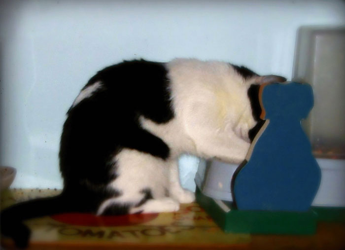 chat-lapin