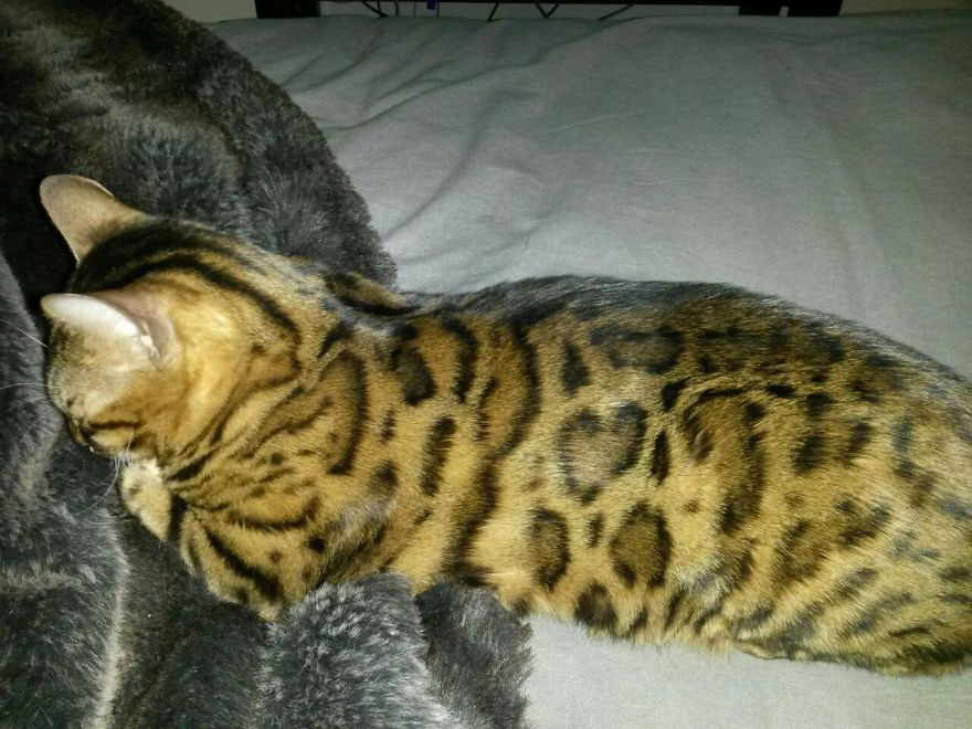 chat-leopard