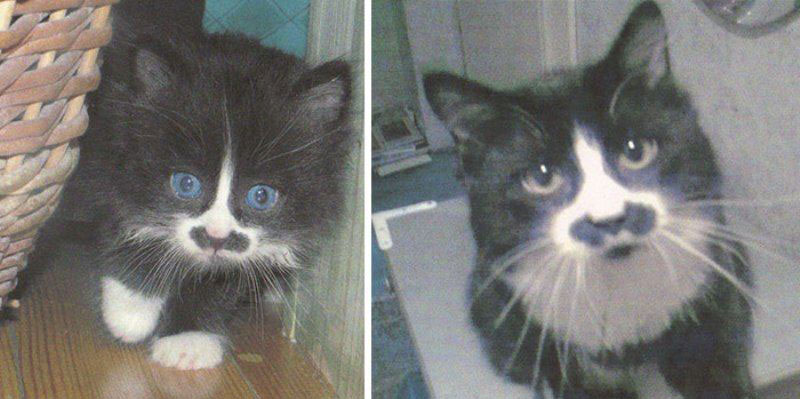 chat-moustache