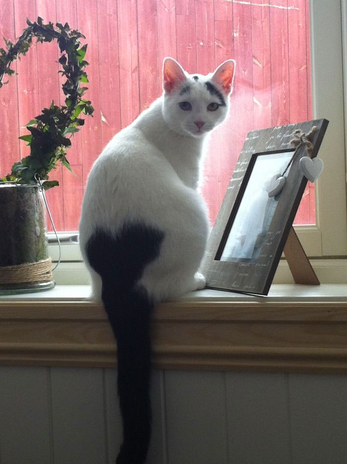 chat-queue-coeur