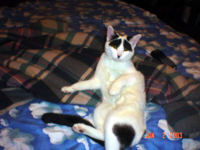 chat-sourcil