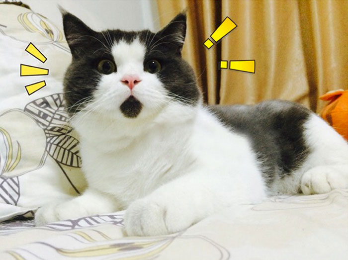 chat-surpris