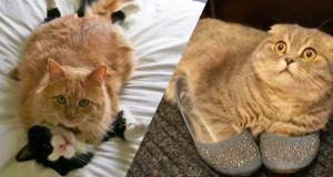 chat-une1