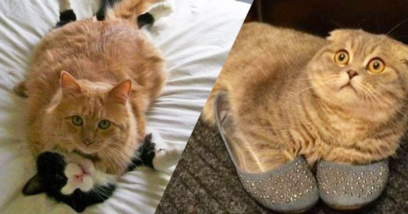 chat-une1