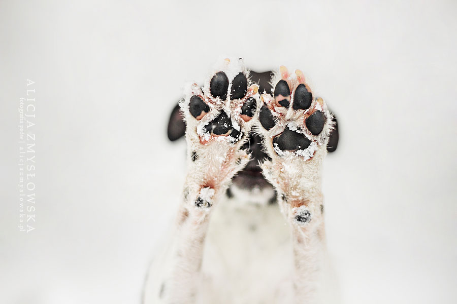 chein-cache-cache-pattes