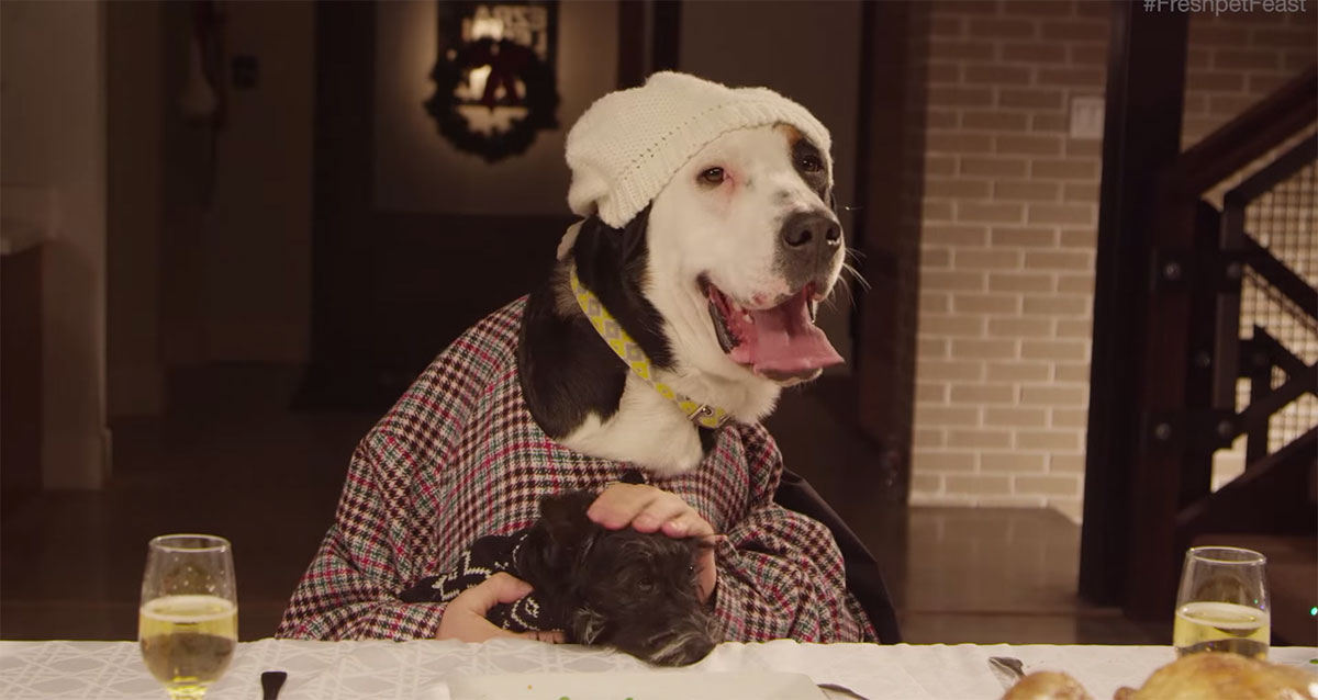 chien-bonnet-