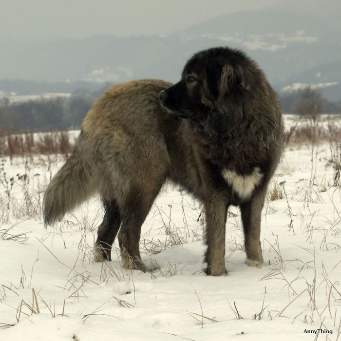 chien-coeur-poitrine
