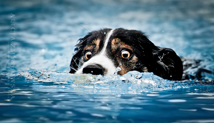 chien-dans-eau