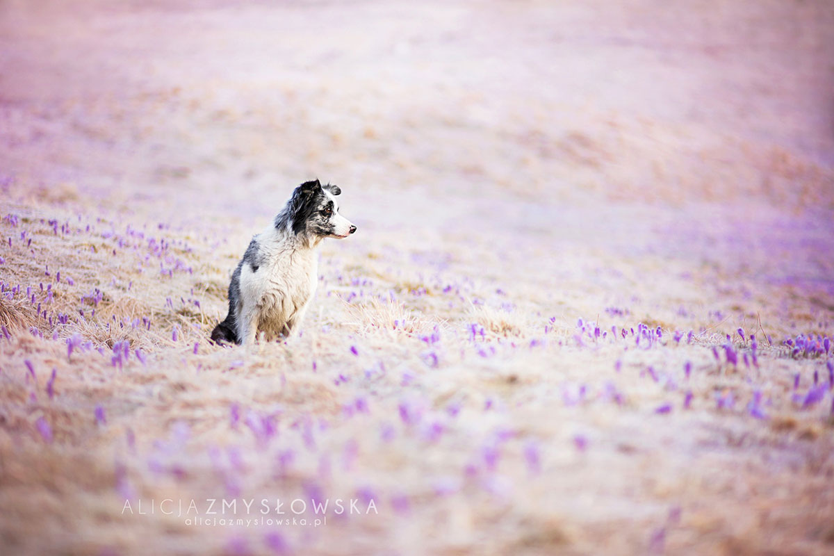 chien-dans-fleurs
