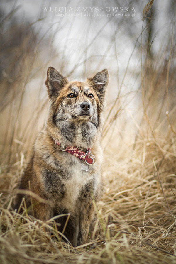 chien-dans-paille