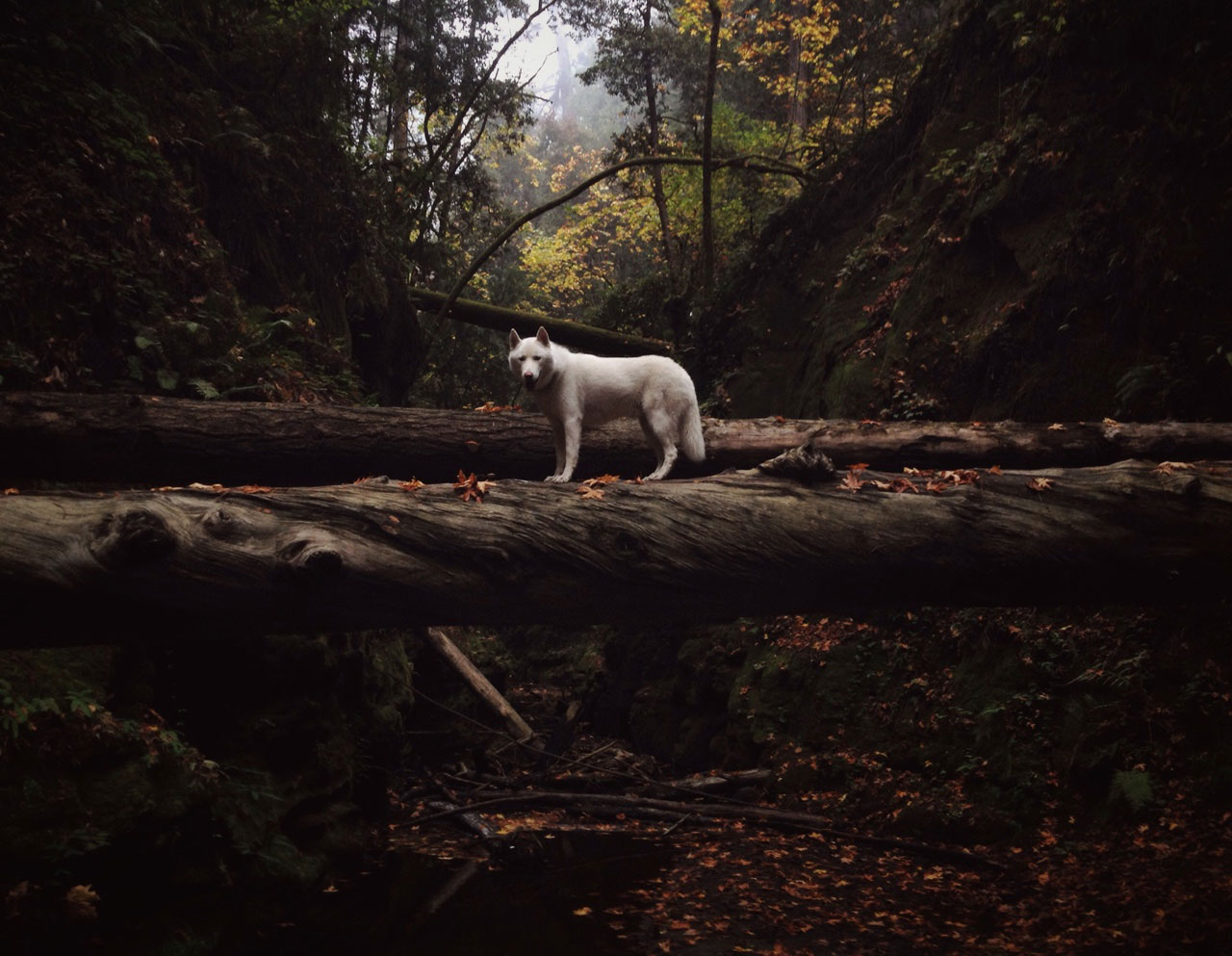 chien-debout-sur-tronc-arbre