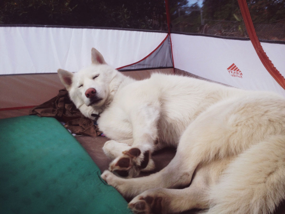 chien-dort-tente