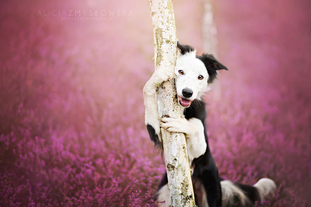 chien-enlace-arbre