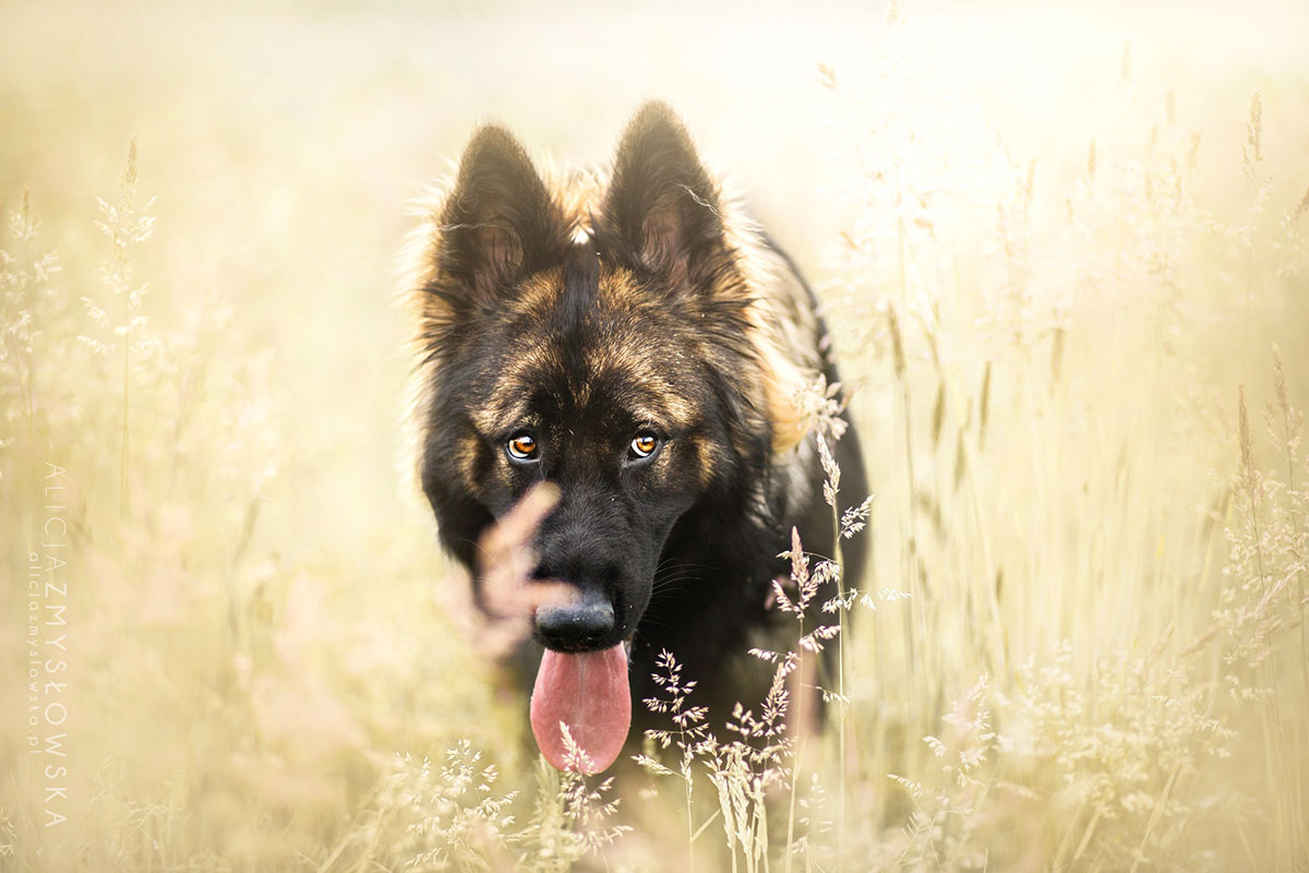 chien-loup
