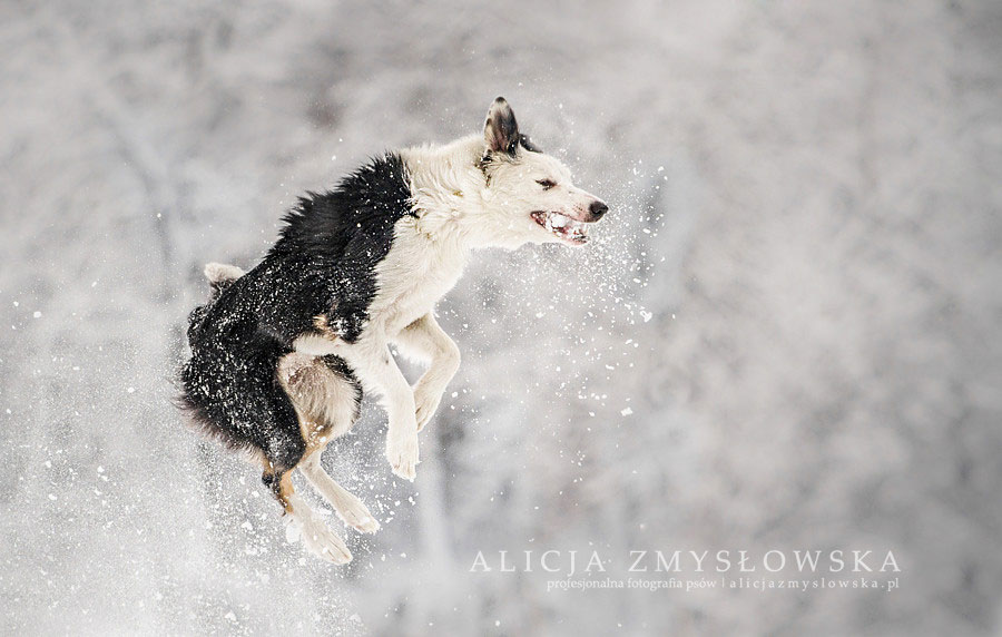 chien-saute-pour-attraper-neige