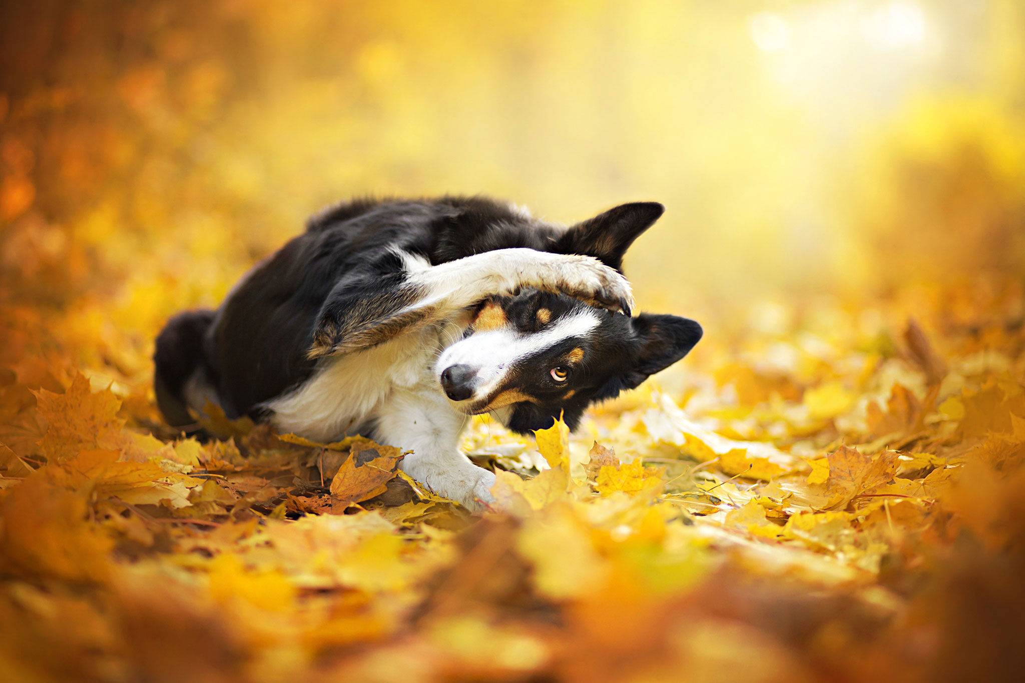 chien-se-cache-avec-patte
