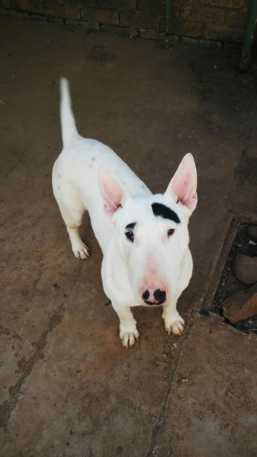 chien-sourcil-unique
