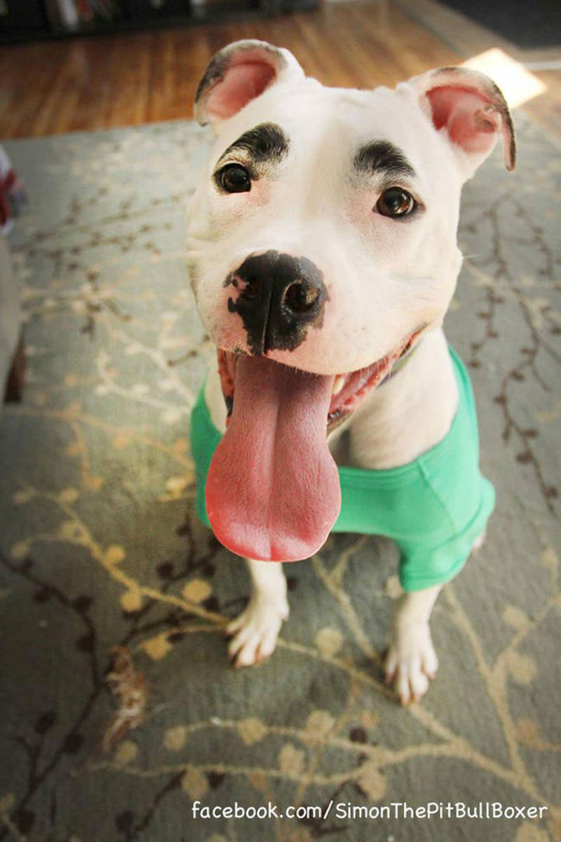 chien-sourcil