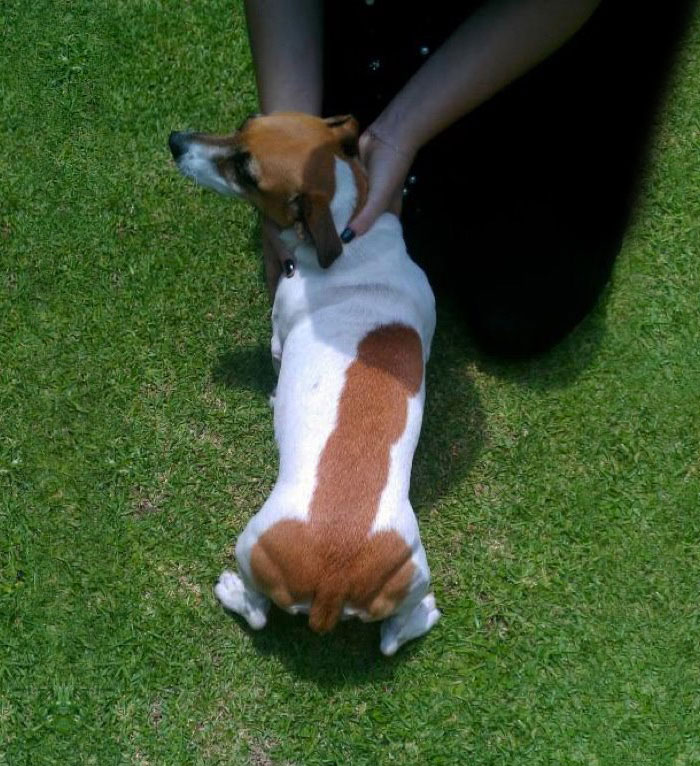 chien-zizi