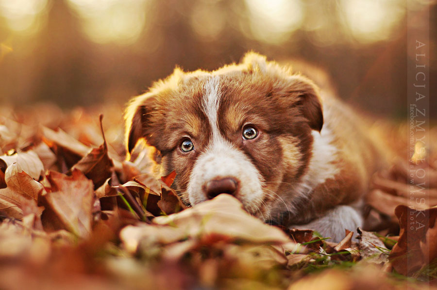 chiot-allonge-dans-feuilles-mortes