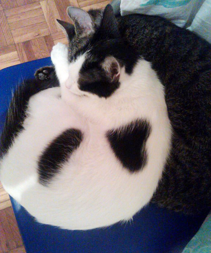 coeur-poil-chat
