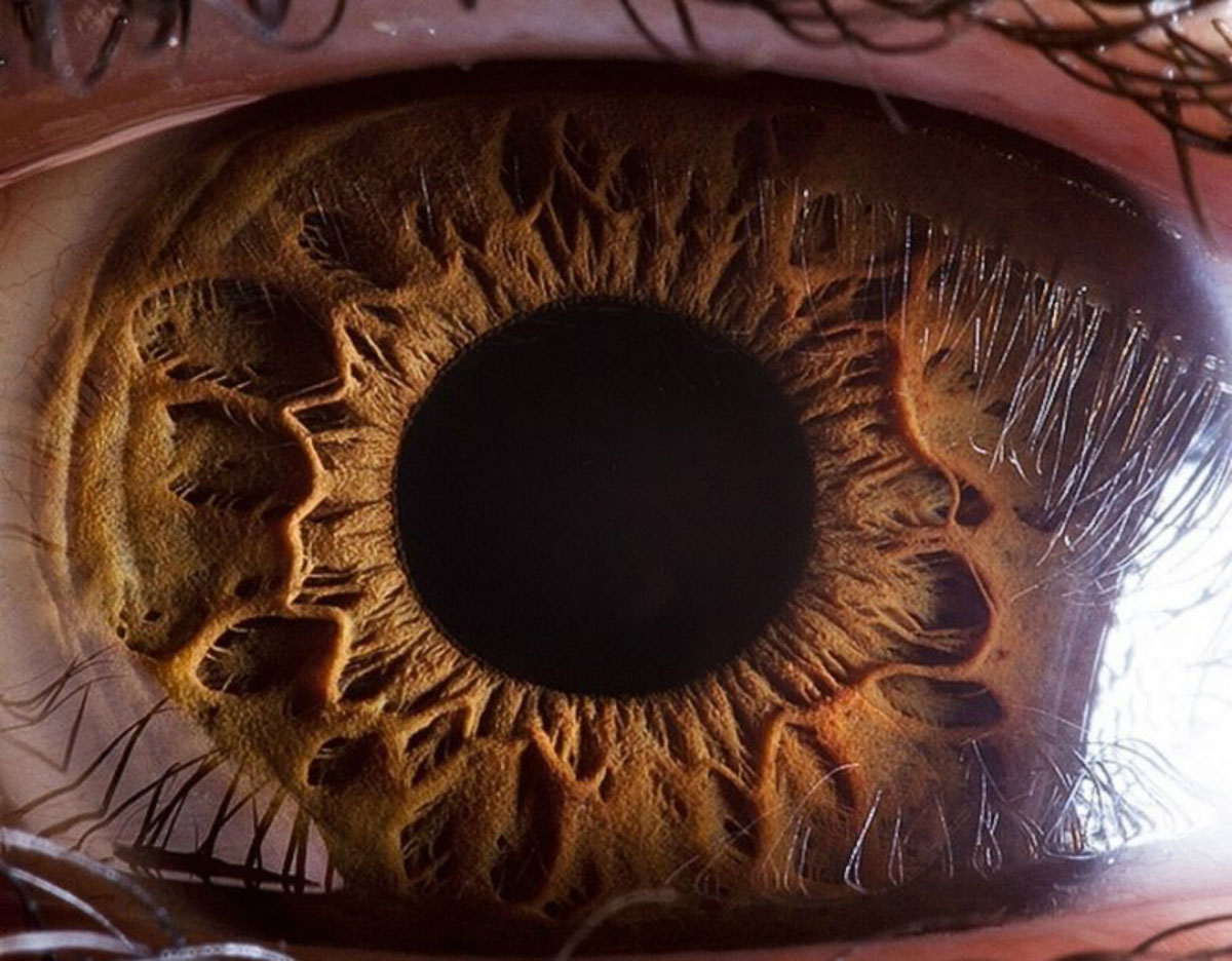 complexite-oeil-humain