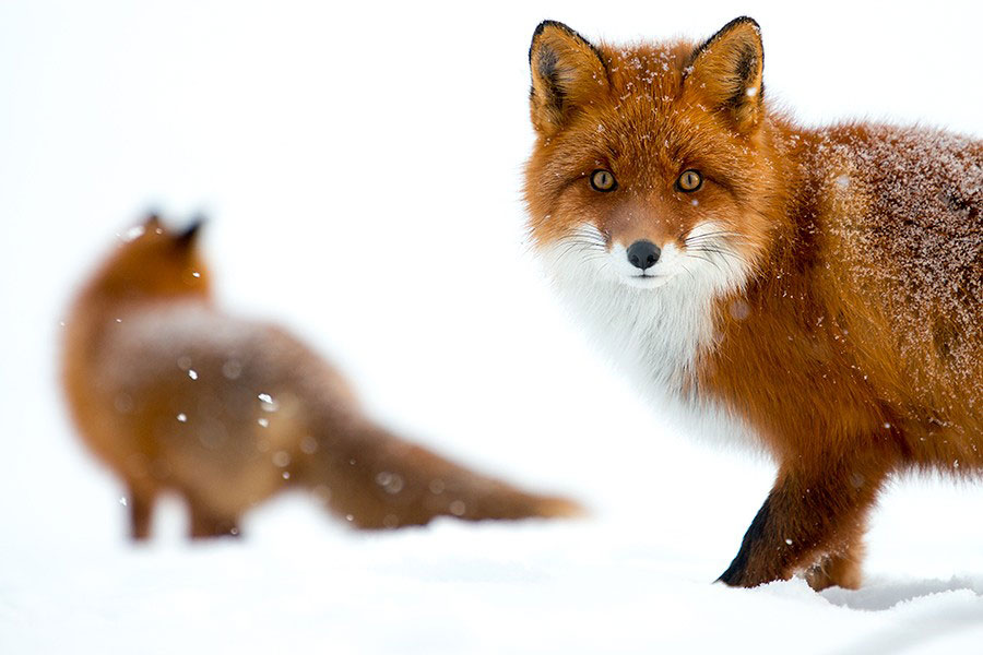 deux-renards-neige-russie