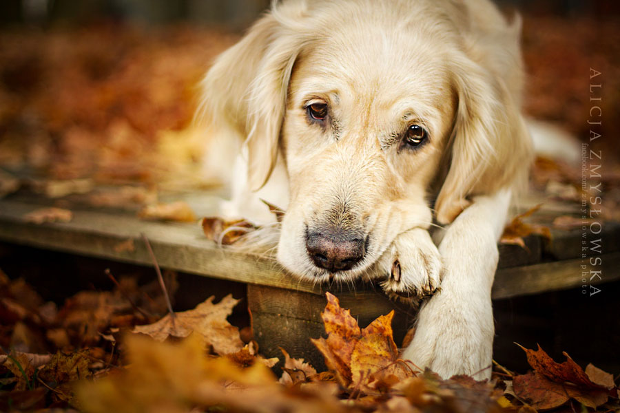 golden-retriever-allonge