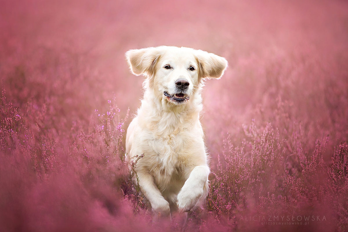 golden-retrivever-court-dans-champs-rose