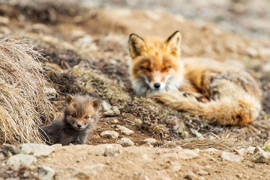 maman-et-bebe-renard