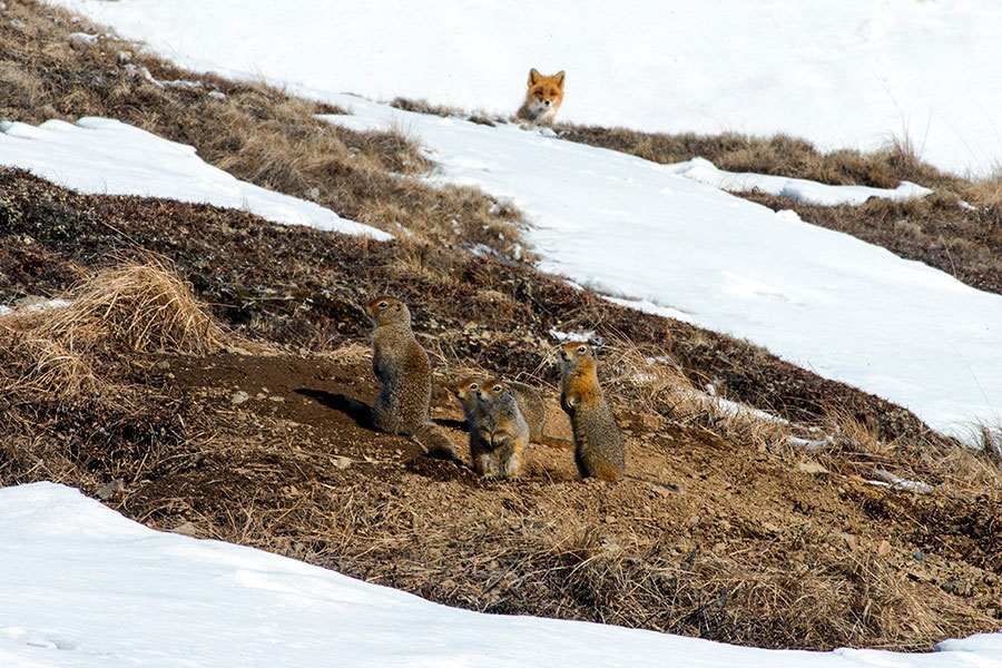 marmottes-observees