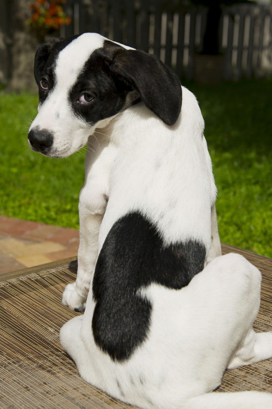 mickey-chien