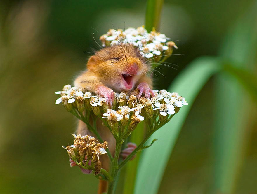 minuscule-souris-nature-01