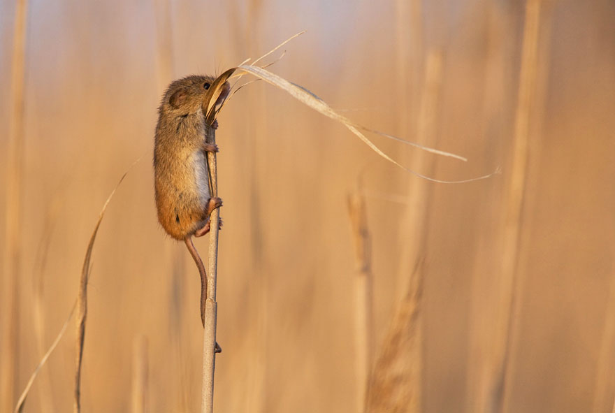 minuscule-souris-nature-02