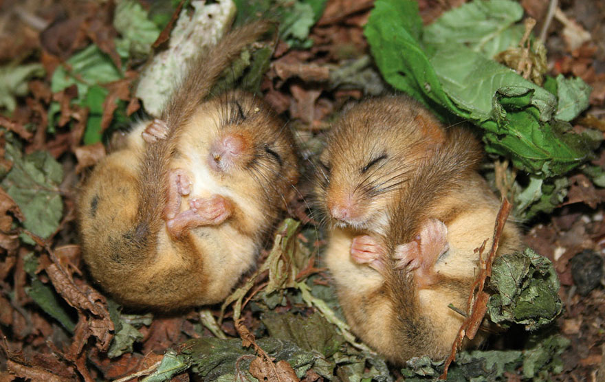 minuscule-souris-nature-03