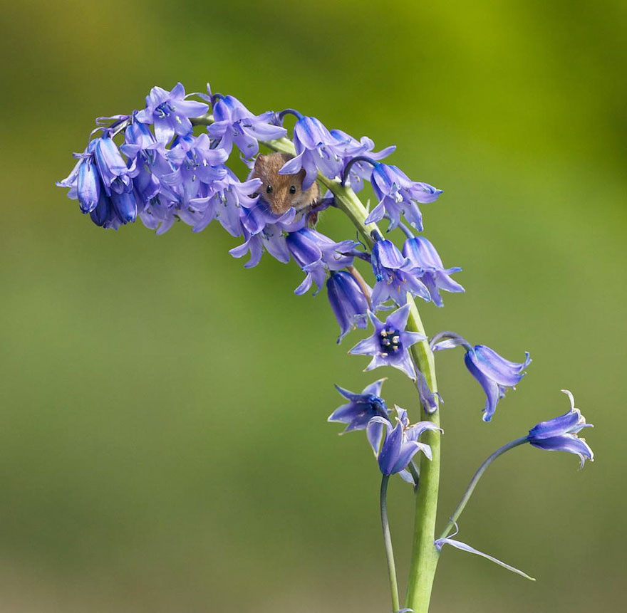 minuscule-souris-nature-04
