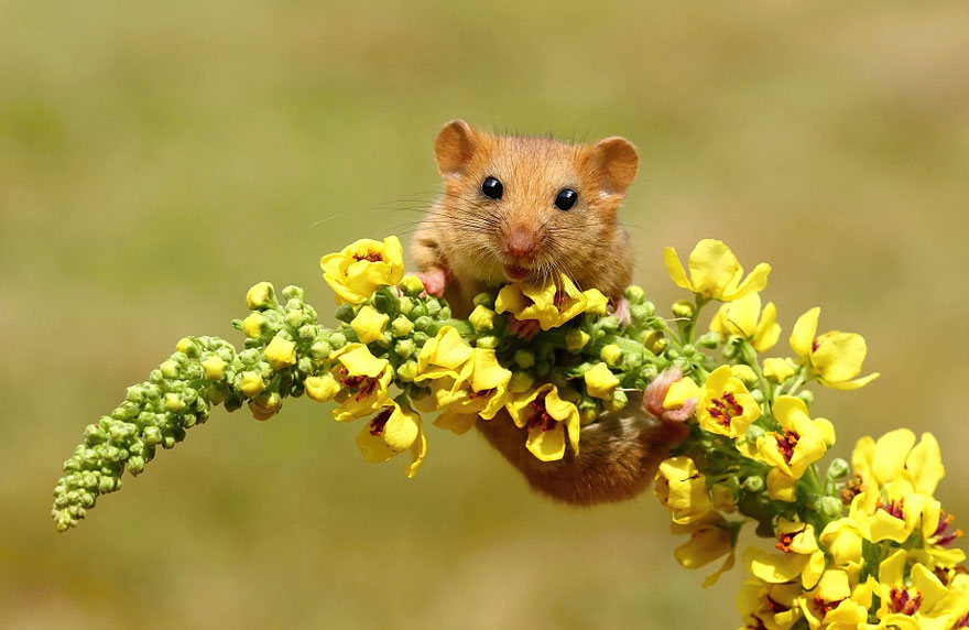 minuscule-souris-nature-05