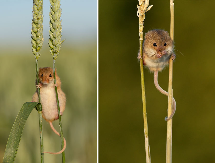 minuscule-souris-nature-06