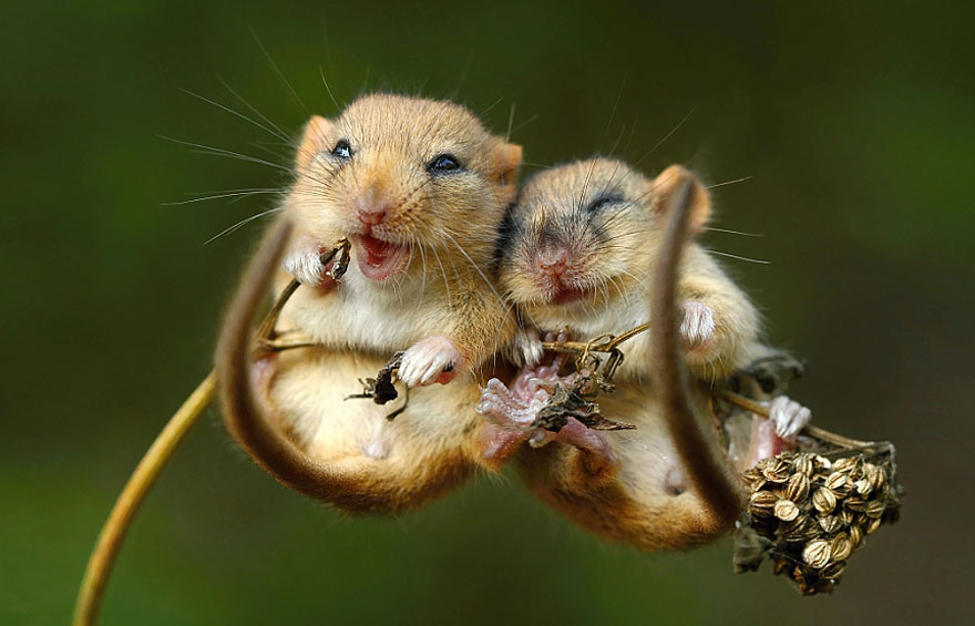 minuscule-souris-nature-07