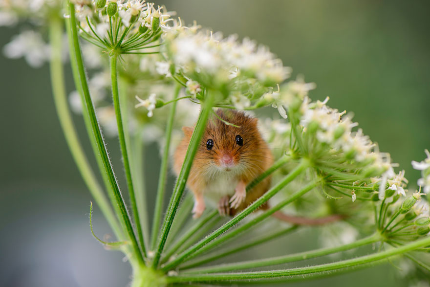minuscule-souris-nature-08