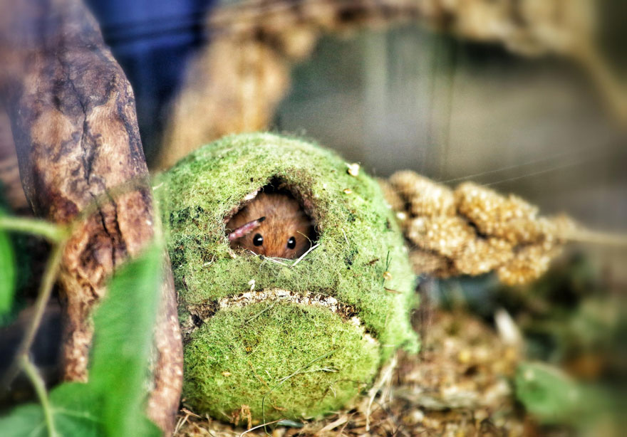 minuscule-souris-nature-11