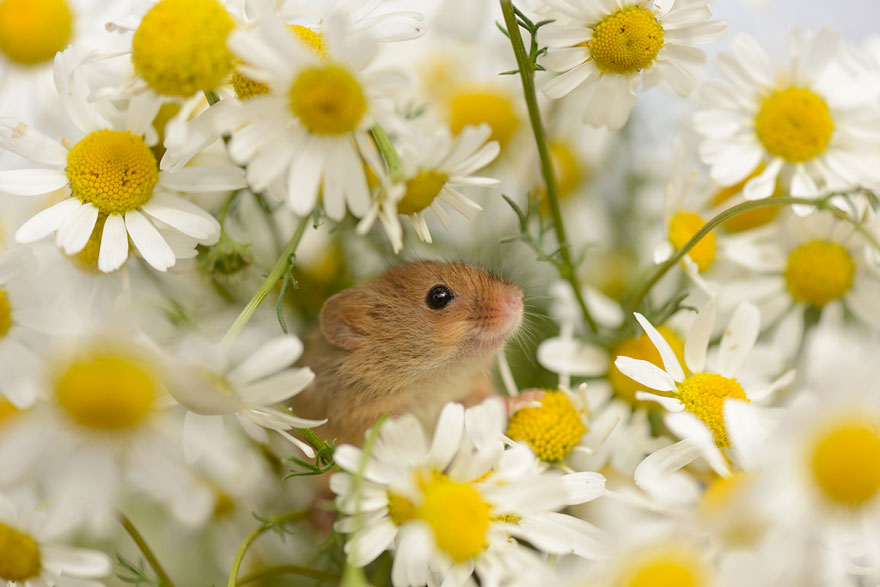 minuscule-souris-nature-12