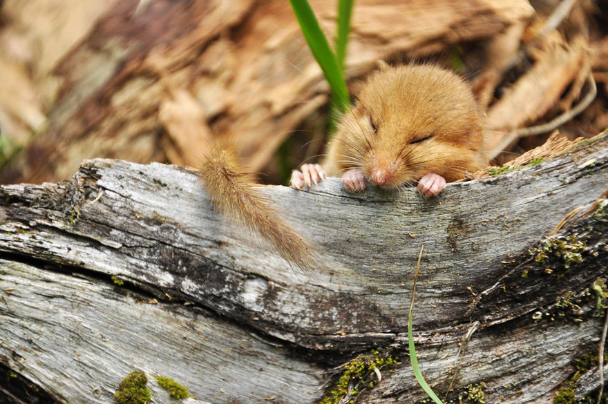 minuscule-souris-nature-14
