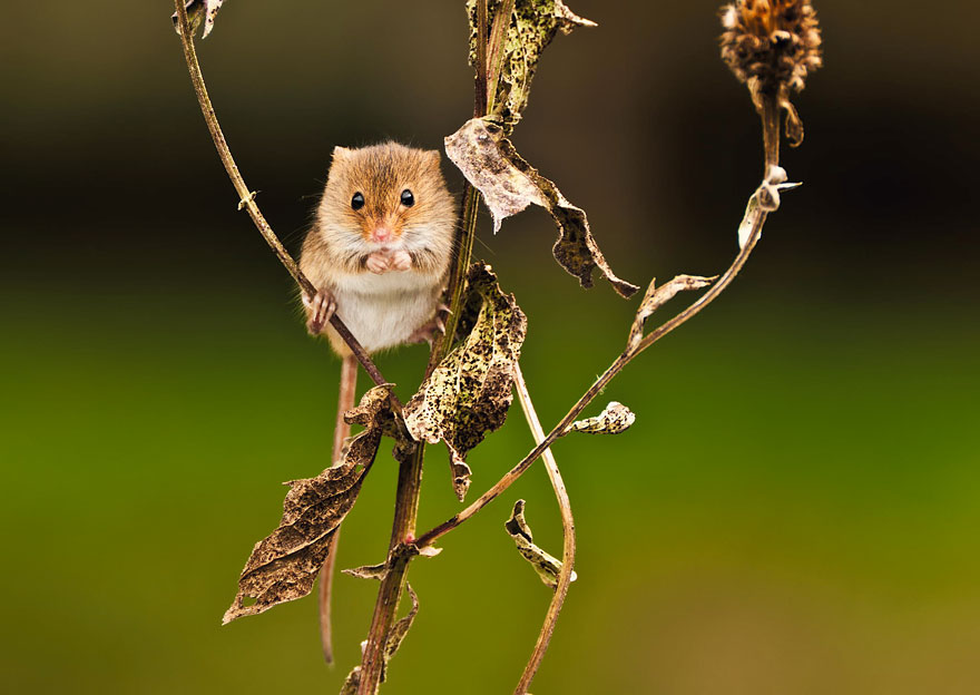 minuscule-souris-nature-16