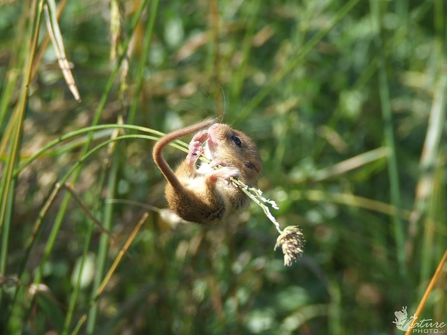 minuscule-souris-nature-17