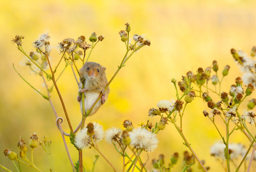 minuscule-souris-nature-18